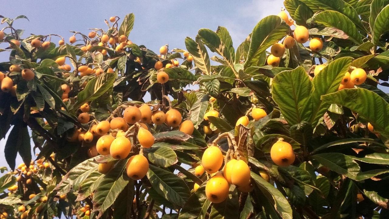 Zagara Di Sicilia Villa Marsala Luaran gambar